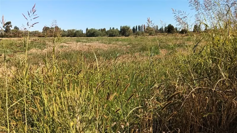 Agrícola en venta en Yerbas Buenas