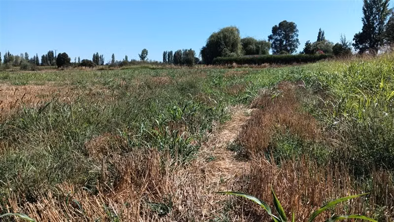 Agrícola en venta en Yerbas Buenas