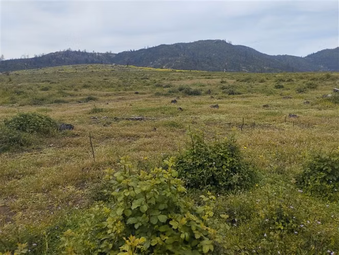 Vende 49 hectáreas en Río Claro, Región del Maule