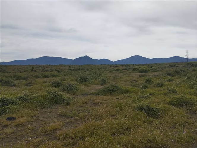 Vende 49 hectáreas en Río Claro, Región del Maule