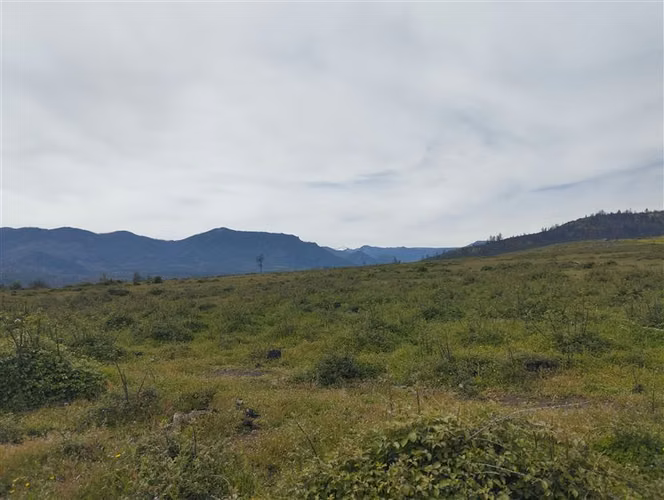 Vende 49 hectáreas en Río Claro, Región del Maule