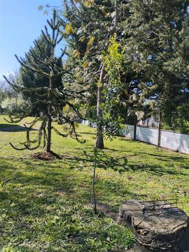 Casa en parcela km 9. en venta de 5 dorm. en Chillán - Imagen 11
