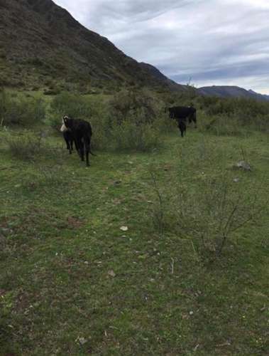 Se vende fundo 7860 Hás En Colbún, Región del Maule