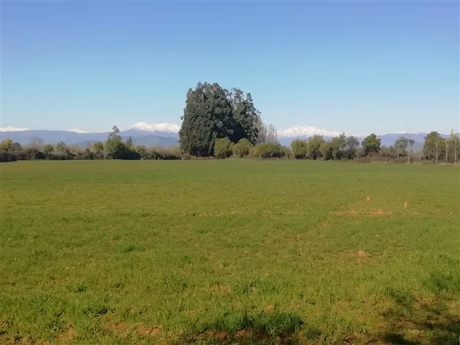 Rebajado 2 hás San Clemente- Mariposas 2 Norte, Reg.Maule - Imagen 6
