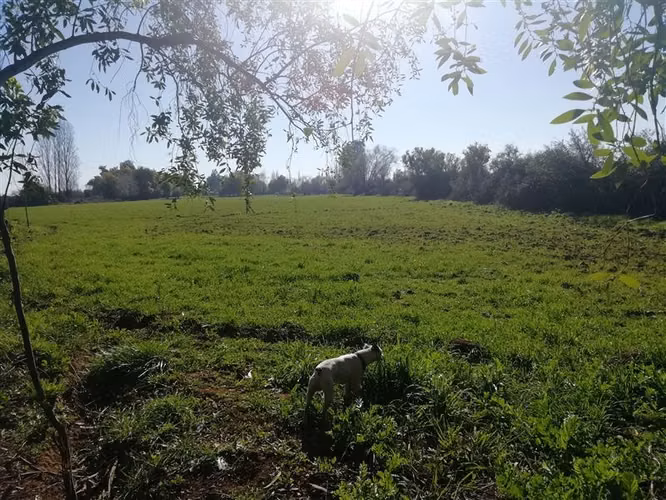 Rebajado 2 hás San Clemente- Mariposas 2 Norte, Reg.Maule - Imagen 4