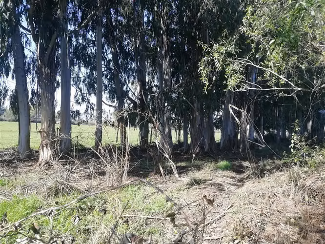 Rebajado 2 hás San Clemente- Mariposas 2 Norte, Reg.Maule - Imagen 7