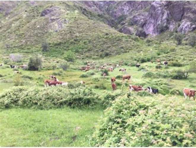 Se vende campo de 7860 Hás En San Clemente, Región del Maule