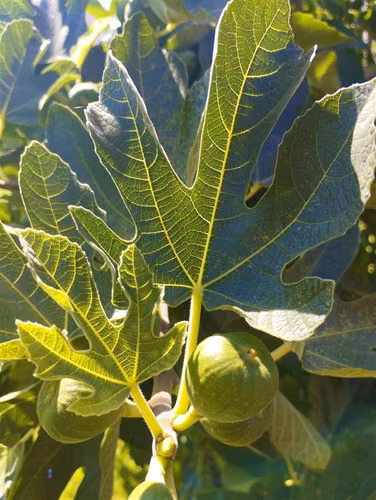 Agrícola en venta en Curacaví