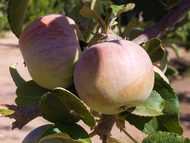 Agrícola en venta en Curacaví