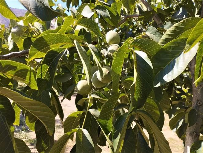 Agrícola en venta en Curacaví
