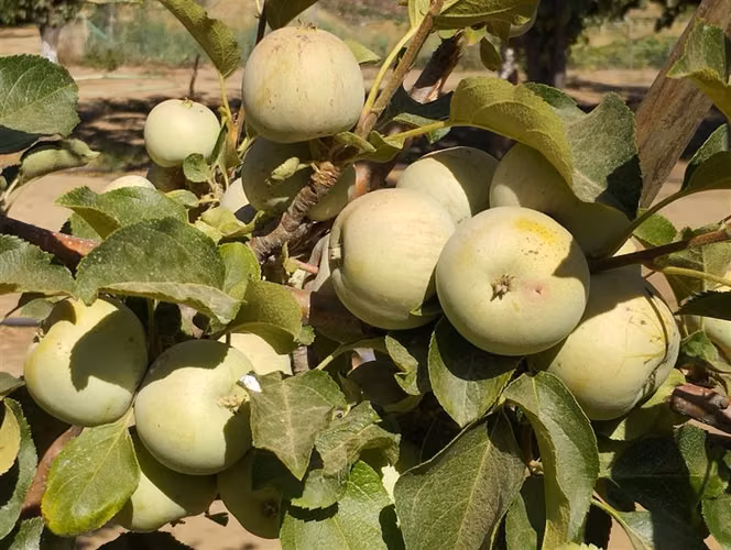 Parcela en venta en Curacaví