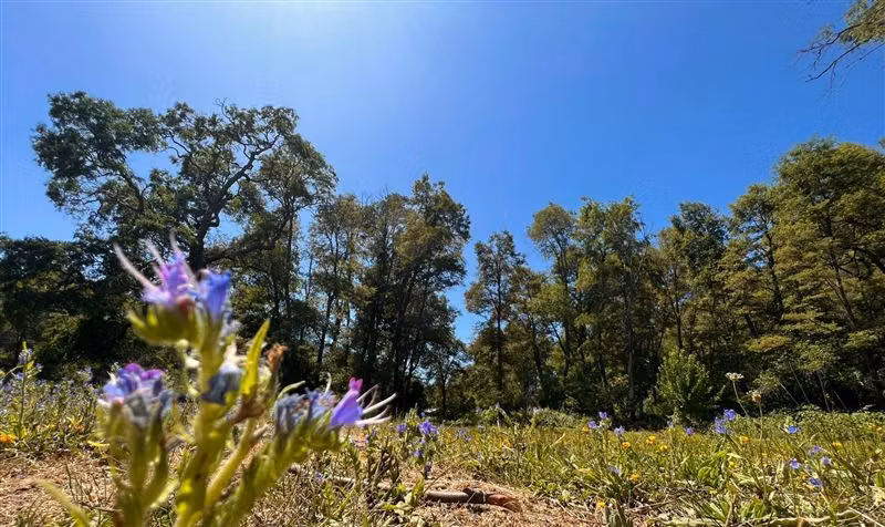 TERRENO 2.92 has. en venta TERMAS DE CHILLAN - Imagen 6