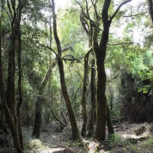 Parcela Camino a Cato DESDE 45 MILL. en venta en Chillán