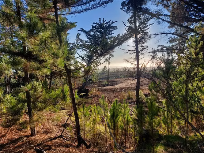 Parcela Pichilemu, 6km playa Mónaco Descuento Venta en Verde