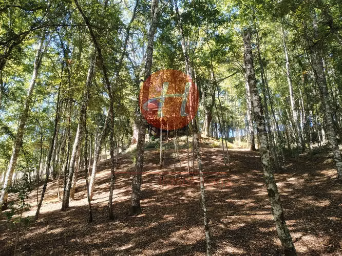 Venta Parcela 6.600m² Pumalal - Imagen 38