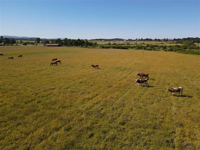 Campo Agrícola en venta en Chillán #137778