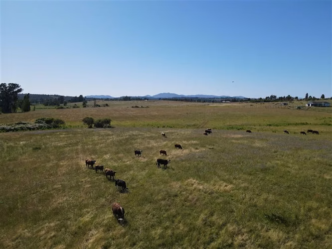 Campo Agrícola en venta en Chillán #137778