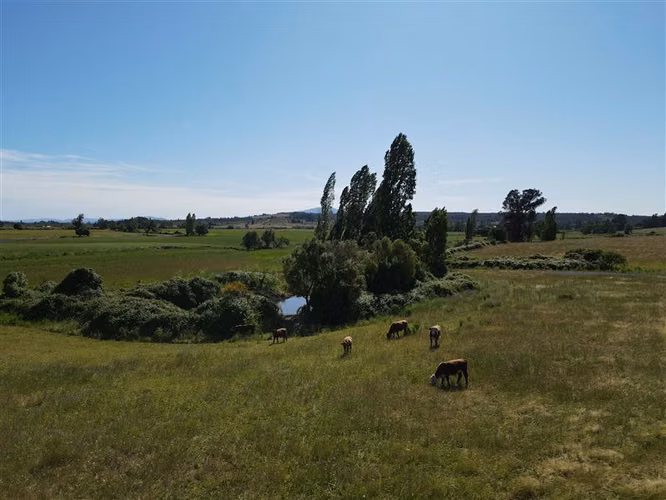 Campo Agrícola en venta en Chillán #137778
