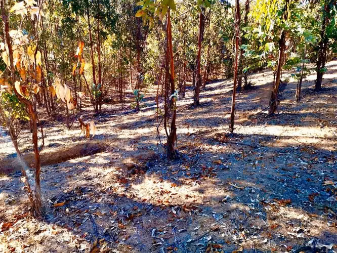 Parcela en Venta en Pumanque