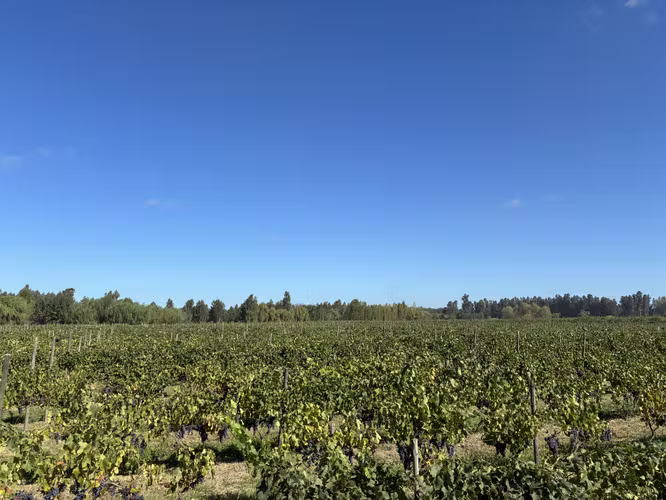 CAMPO DE 50 HÁ A SOLO 3 KMS DE LA RUTA 5 SUR