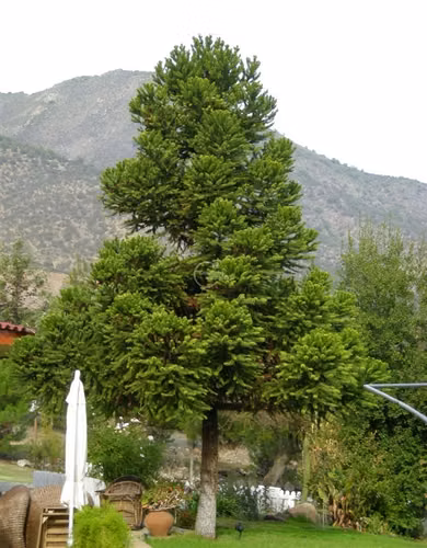 Semi plana de 5745m2.Caseta guardia,agua y luz propia,jardin