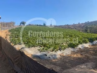 Agrícola en venta en San Pedro, casa, piscina, frutales