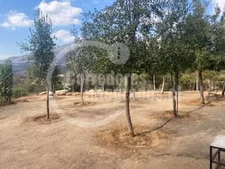 Agrícola en venta en San Pedro, casa, piscina, frutales