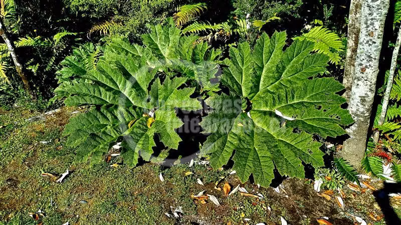 Agrícola en venta en Chaitén