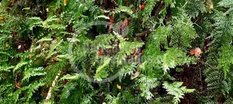 Agrícola en venta en Chaitén