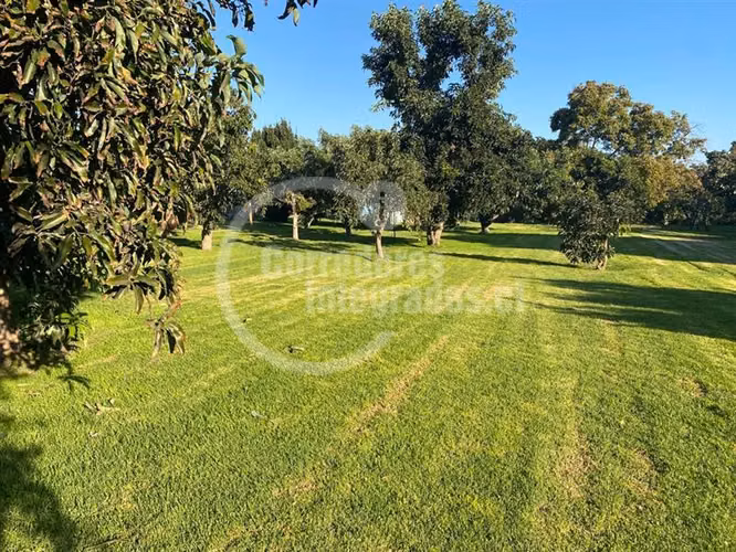 Parcela venta Peñaflor casa,arboles frutales, piscina. PPW