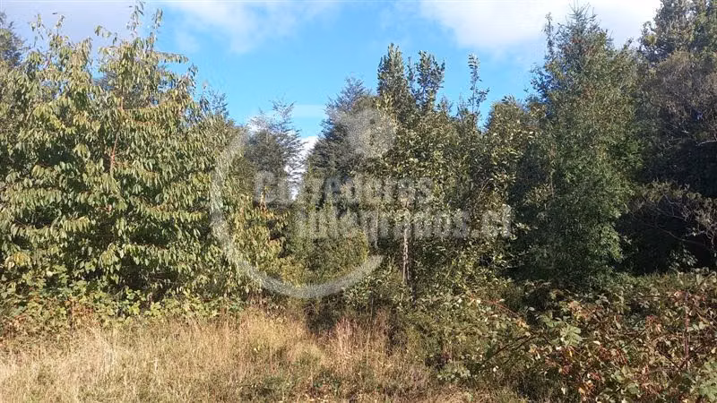 maravillosa Parcela venta Pucón camino al Volcán condominio - Imagen 3