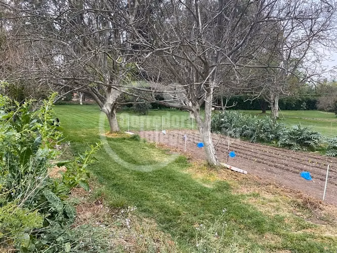 Agrícola,con dos casas en venta, piscina ,tenis en Peñaflor