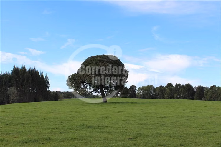Parcela en venta en Los Muermos
