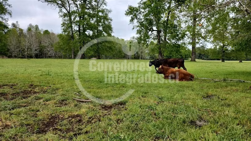 Terreno Construcción  en Venta en Villarrica