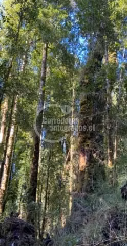Parcela en venta en Chiloe, Quemchi