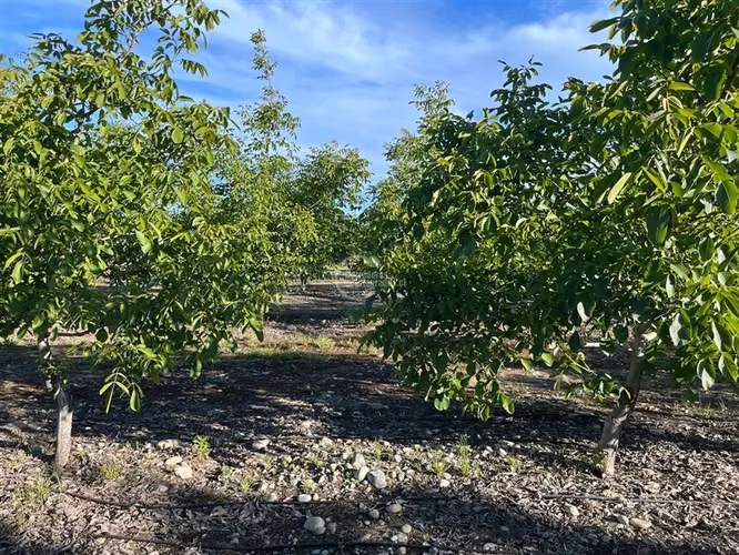 Agrícola en venta en Linares