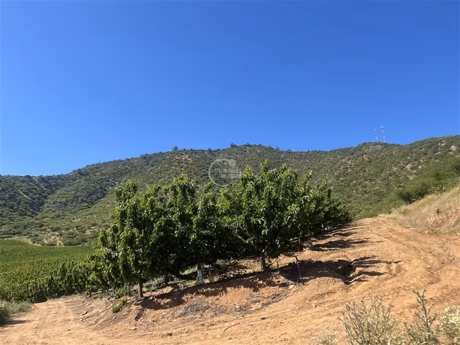 Agrícola en venta en Las Cabras
