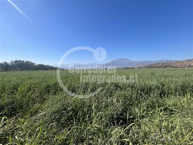 Agrícola en venta en Curacaví