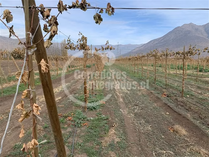 Agrícola en venta en Tiltil