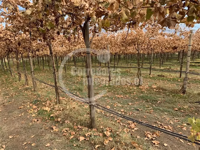 Agrícola en venta en Tiltil