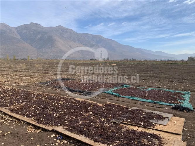 Agrícola en venta en Tiltil