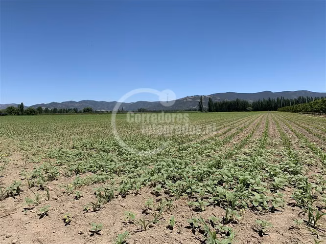 Agrícola en venta en San Vicente - Imagen 1