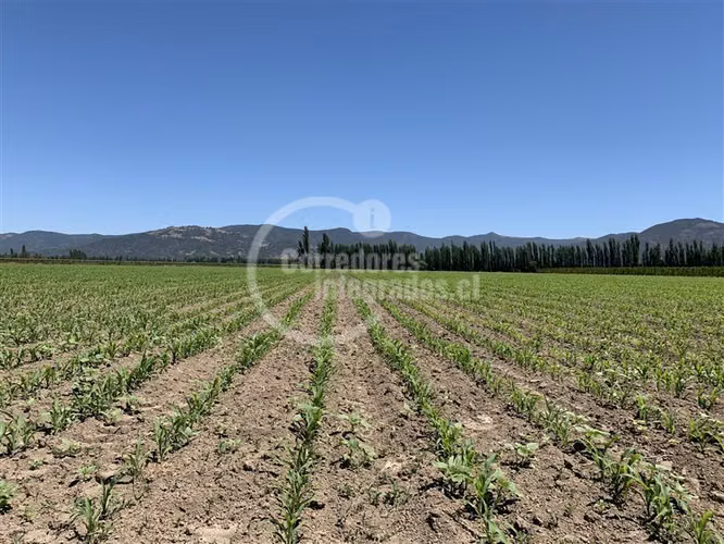 Agrícola en venta en San Vicente - Imagen 2