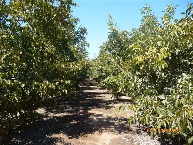 Agrícola en Venta en Paine