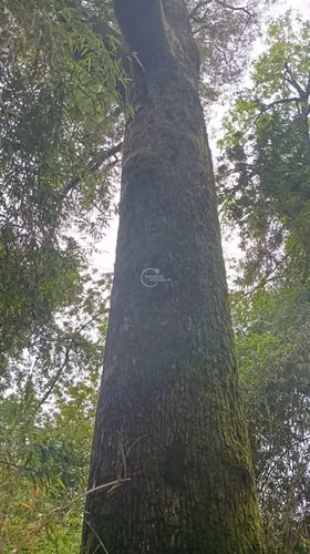 Excelente parcela en Villarrica orilla de río
