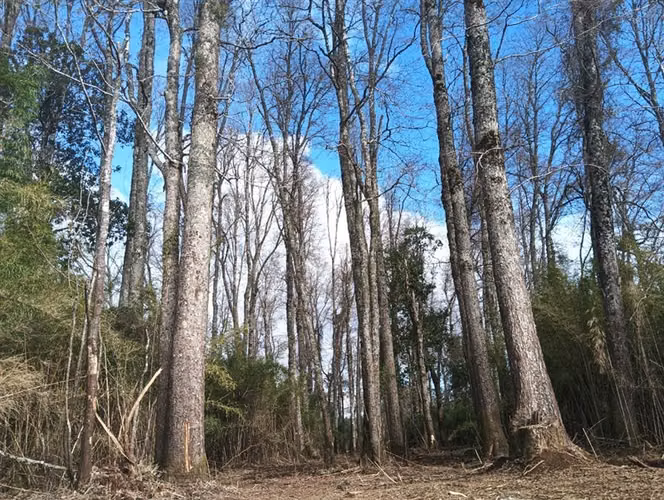 Terreno Construcción en Venta en Villarrica