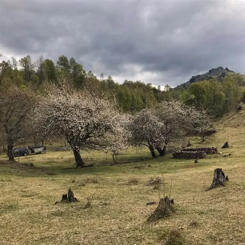 Parcela en venta Pucón Laguna el Leon Increible Naturaleza