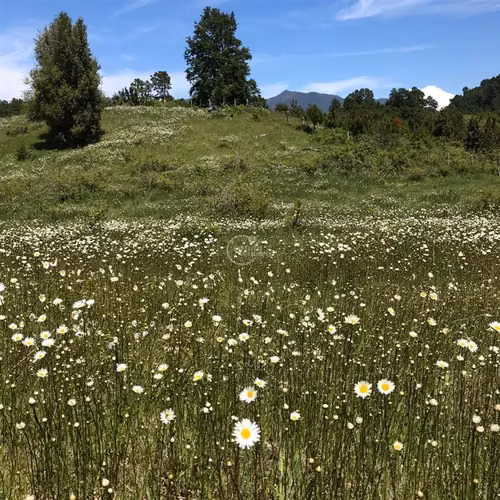 Parcela en venta Pucón Laguna el Leon Increible Naturaleza