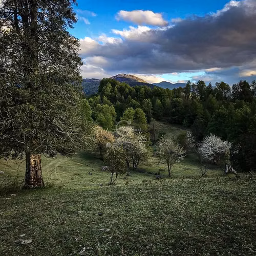 Parcela en venta Pucón Laguna el Leon Increible Naturaleza