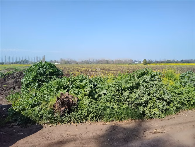 Terreno Construcción  en Venta en Colina